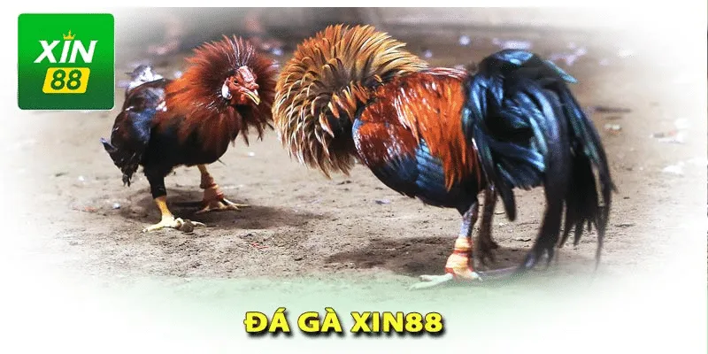 Quan sát kỹ thể trạng gà để chọn chiến kê thích hợp Quan sát kỹ thể trạng gà để chọn chiến kê thích hợp