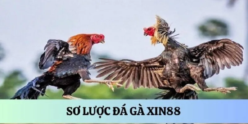 Luật đặt cược đá gà Xin88 - Hướng dẫn cho người chơi mới 3 tong-quan-da-ga-xin88