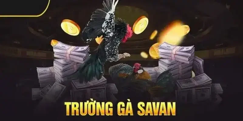 Trường gà Savan Xin88 - Điểm đến lý tưởng chơi đá gà online 2 Trường gà Savan Xin88 người chơi có thể tham gia đặt cược với nhiều loại kèo đa dạng